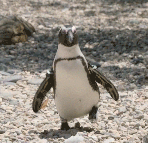 Penguin Gif